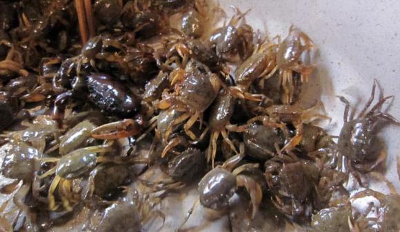 anh-em-hoa-thuan (1).jpg 4 gia đình hoà thuận, luật cua