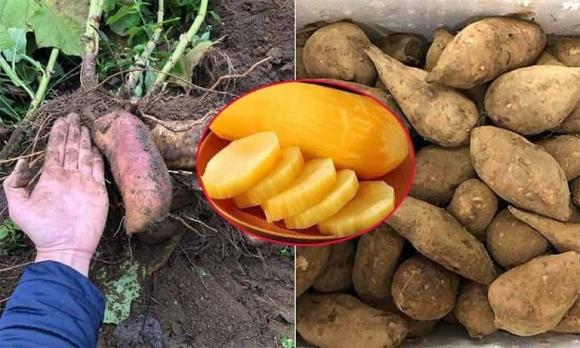 Khoai sâm đất, đặc sản Khoai sâm đất