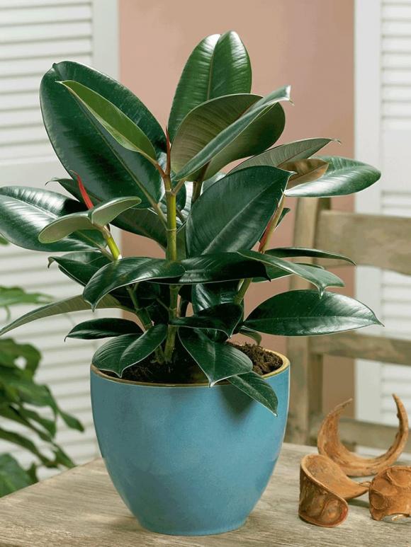 cây lá to 0 cây cảnh, cây cảnh lá to, cây lá nhỏ, phong thủy