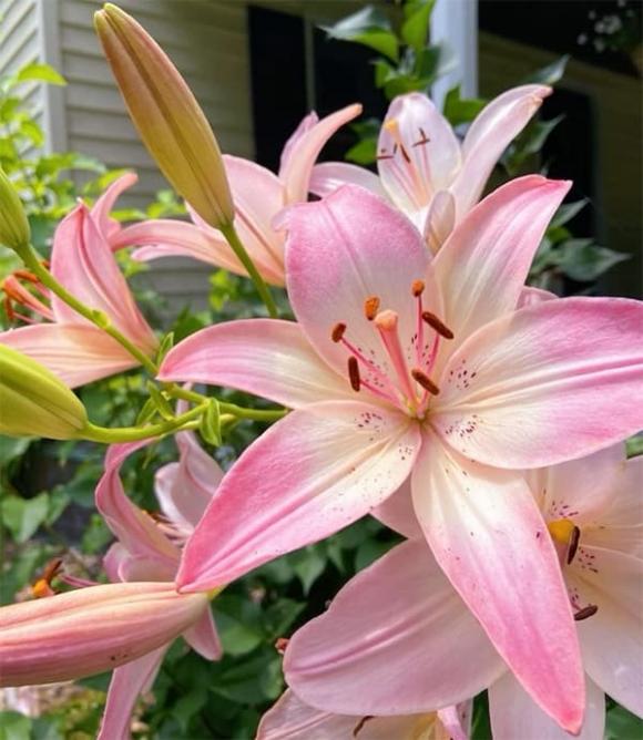 3-loai-hoa-dai-ky-tuyet-doi-khong-dat-len-ban-tho (1).jpg 0 loại hoa đại kỵ đặt bàn thờ, phong thủy