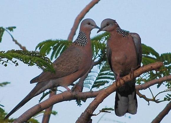 chim cu ngói 1 chim cu ngói, tàng chữ động vật quý hiếm, kiến thức