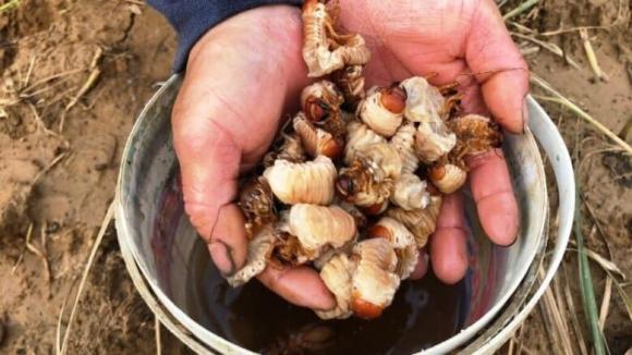 đặc sản sùng đất 6 đặc sản sùng đất, lộc trời từ lòng đất, kiến thức