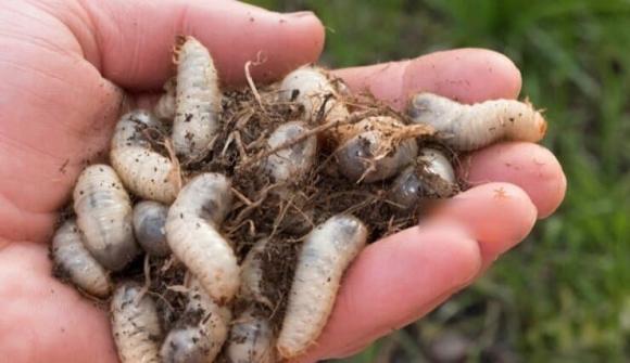 đặc sản sùng đất 5 đặc sản sùng đất, lộc trời từ lòng đất, kiến thức