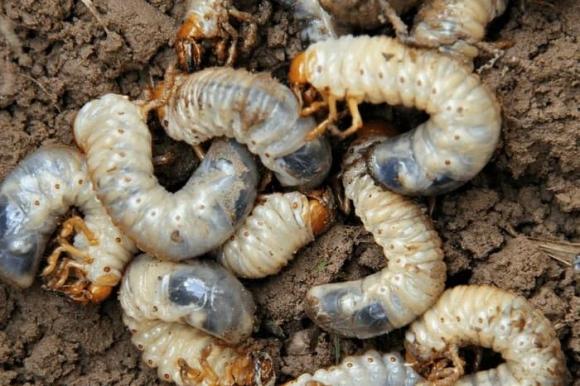 đặc sản sùng đất 3 đặc sản sùng đất, lộc trời từ lòng đất, kiến thức