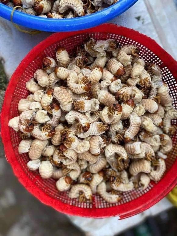 đặc sản sùng đất 1 đặc sản sùng đất, lộc trời từ lòng đất, kiến thức