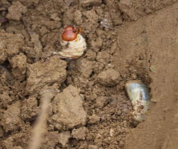 đặc sản sùng đất 0 đặc sản sùng đất, lộc trời từ lòng đất, kiến thức