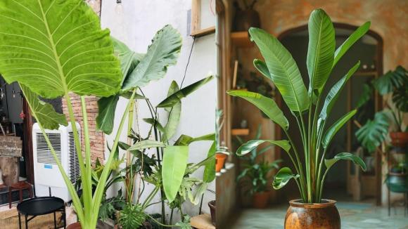 cây lá to 2 cây cảnh, cây cảnh lá to, cây lá nhỏ, phong thủy