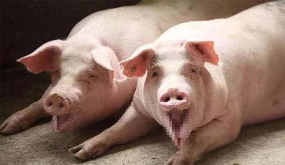 thit-voi (1).jpg 0 voi, thịt voi