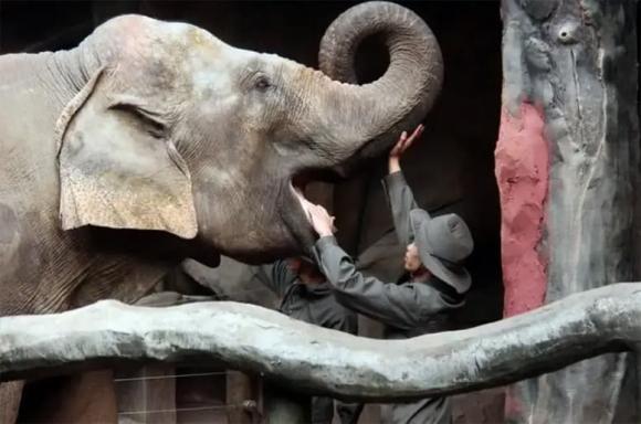 thit-voi (1).jpg 9 voi, thịt voi