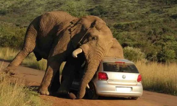 thit-voi (1).jpg 10 voi, thịt voi