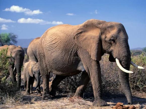 thit-voi (1).jpg 1 voi, thịt voi