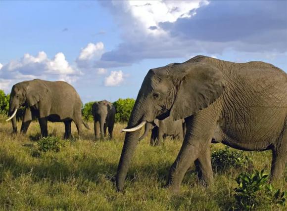 thit-voi (1).jpg 2 voi, thịt voi