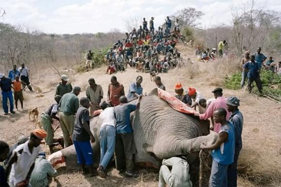 thit-voi (1).jpg 6 voi, thịt voi