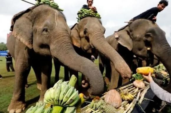 thit-voi (1).jpg 8 voi, thịt voi