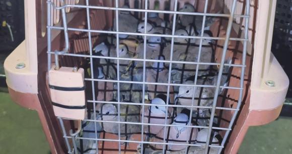 chim cu ngói 0 chim cu ngói, tàng chữ động vật quý hiếm, kiến thức