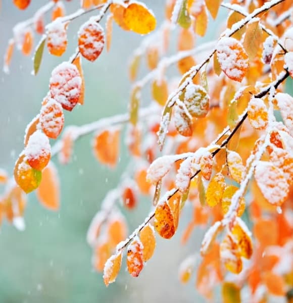 01-tiet-suong-giang-2025-2.jpg 0 Tiết Sương Giáng, phong thủy, tiết Lập Đông