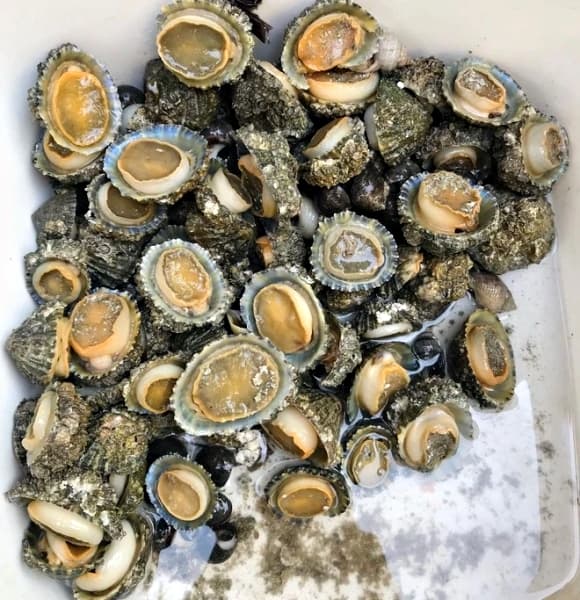 ốc vú nàng, ốc vú nàng Côn Đảo