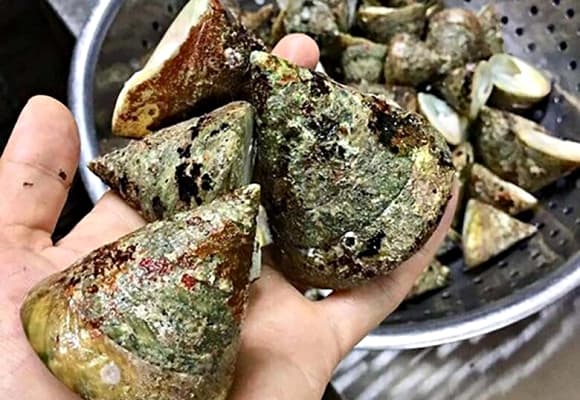ốc vú nàng, ốc vú nàng Côn Đảo