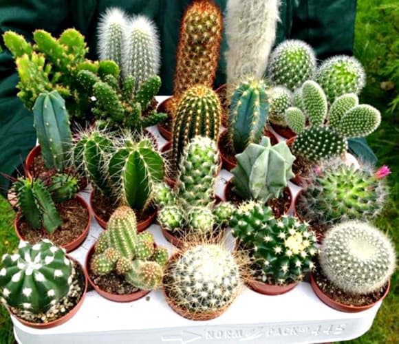 Phong thủy, vật phẩm phong thủy, Tiền xu, cây xương rồng