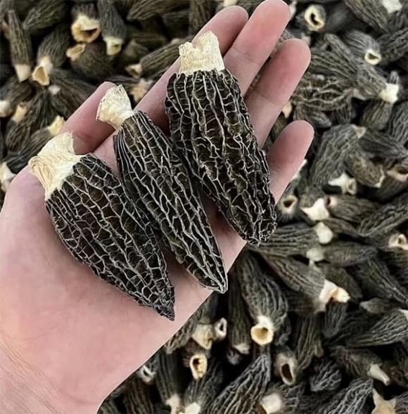 cay-moc-dai-o-viet-nam-sang-troi-tay-duoc-vi-nhu-vua-cua-cac-loai-nam-ban-13-trieu-dongkg (1).jpg 0 Nấm bụng dê, loại rau dại đắt đỏ nhất Việt Nam