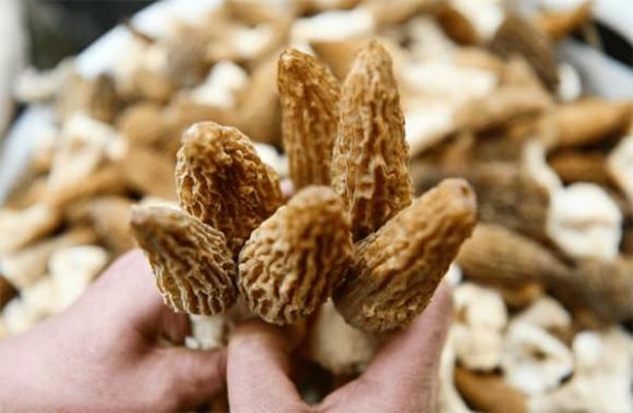 cay-moc-dai-o-viet-nam-sang-troi-tay-duoc-vi-nhu-vua-cua-cac-loai-nam-ban-13-trieu-dongkg (1).jpg 1 Nấm bụng dê, loại rau dại đắt đỏ nhất Việt Nam