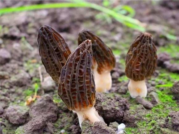 cay-moc-dai-o-viet-nam-sang-troi-tay-duoc-vi-nhu-vua-cua-cac-loai-nam-ban-13-trieu-dongkg (1).jpg 0 Nấm bụng dê, loại rau dại đắt đỏ nhất Việt Nam