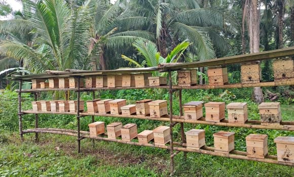 02-ong-du-2.jpg 0 nuôi ong, ong dú, cách làm giàu