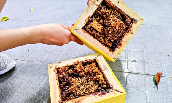 02-ong-du-2.jpg 1 nuôi ong, ong dú, cách làm giàu