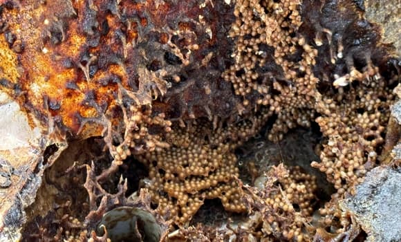 02-ong-du-2.jpg 2 nuôi ong, ong dú, cách làm giàu