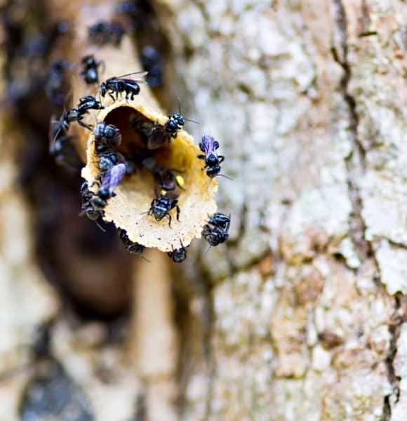 02-ong-du-2.jpg 3 nuôi ong, ong dú, cách làm giàu