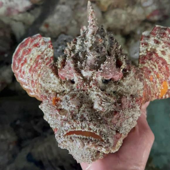 Loài cá xấu xí nhất Việt Nam: Là đặc sản trứ danh của một vùng 3 Loài cá xấu xí nhất Việt Nam, cá mặt quỷ