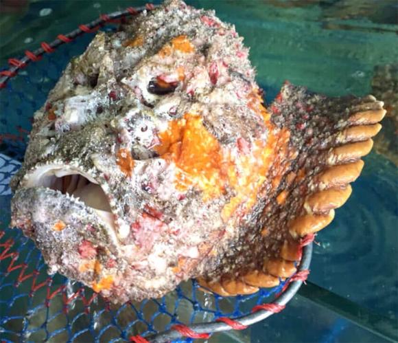 Loài cá xấu xí nhất Việt Nam: Là đặc sản trứ danh của một vùng 2 Loài cá xấu xí nhất Việt Nam, cá mặt quỷ