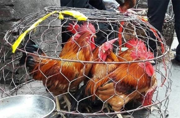 cách chọn gà 3 cách chọn gà, cách phân biệt gà non và già khi mua còn sống, kiến thức