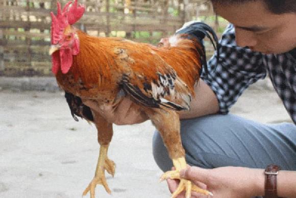 cách chọn gà 2 cách chọn gà, cách phân biệt gà non và già khi mua còn sống, kiến thức