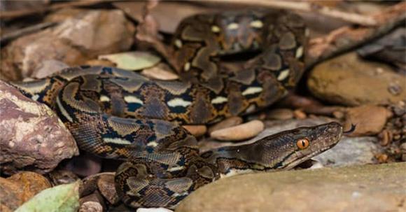 Loài rắn dài nhất thế giới: Ở Việt Nam cũng có, từng ghi nhận cá thể đạt gần 10 mét 3 Loài rắn dài nhất thế giới, trăn gấm