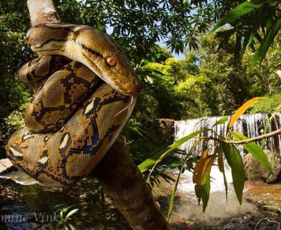 Loài rắn dài nhất thế giới: Ở Việt Nam cũng có, từng ghi nhận cá thể đạt gần 10 mét 2 Loài rắn dài nhất thế giới, trăn gấm