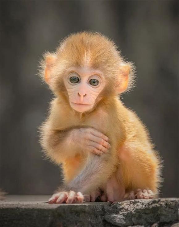 Tử vi, con giáp, tử vi hàng ngày, tử vi ngày 4/11/2025