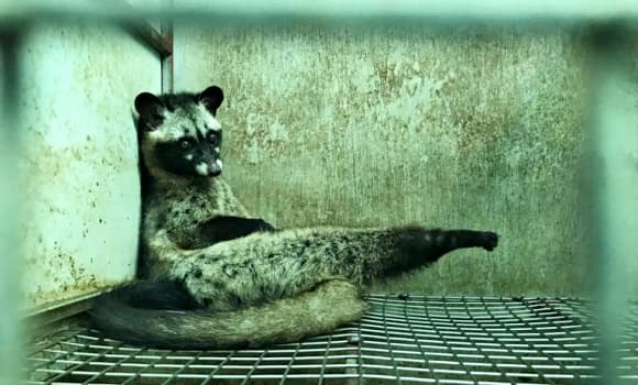 03-chon-huong-1.jpg 1 chồn hương, cách làm giàu