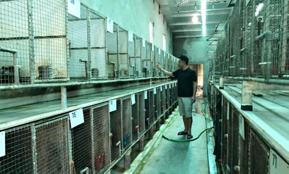 03-chon-huong-1.jpg 2 chồn hương, cách làm giàu