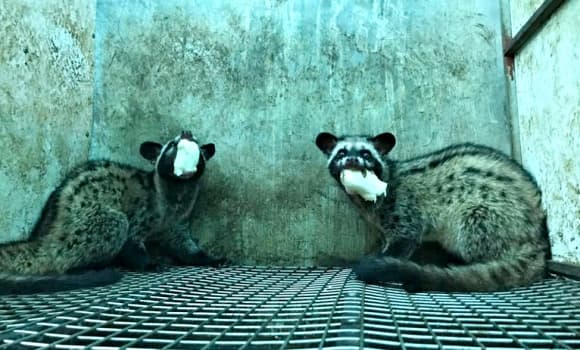 03-chon-huong-1.jpg 3 chồn hương, cách làm giàu