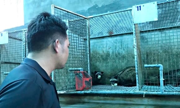 03-chon-huong-1.jpg 4 chồn hương, cách làm giàu