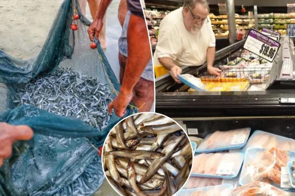 Loại cá mang đến sự trường thọ: Người Nhật rất thích ăn, biển Việt Nam nhiều vô kể, giá lại rẻ 2 Cá trích, công dụng của cá trích