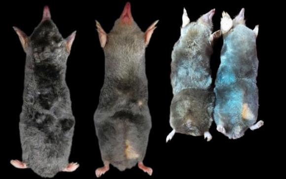 Loài động vật chưa từng ghi nhận trên thế giới bỗng xuất hiện tại một khu rừng ở Thanh Hóa 0 Động vật quý hiếm, chuột chũi