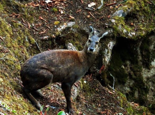 Loài vật quý hiếm ở Việt Nam, Hươu xạ Cao Bằng