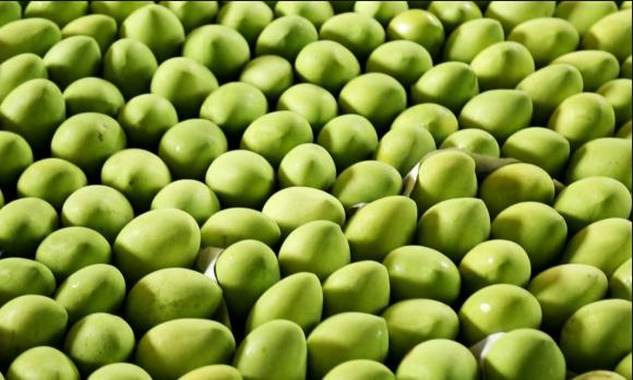 quả xoài 1 quả xoài, xuất khẩu quả xoài, kiến thức