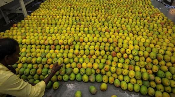 quả xoài 0 quả xoài, xuất khẩu quả xoài, kiến thức