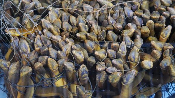 Loài cá được ví là “nhân sâm dưới nước”: Nuôi ở nơi đặc biệt tại Việt Nam, cả Trung Quốc, Nhật Bản, Mỹ đều muốn mua 0 Lươn, mô hình nuôi lươn không bùn