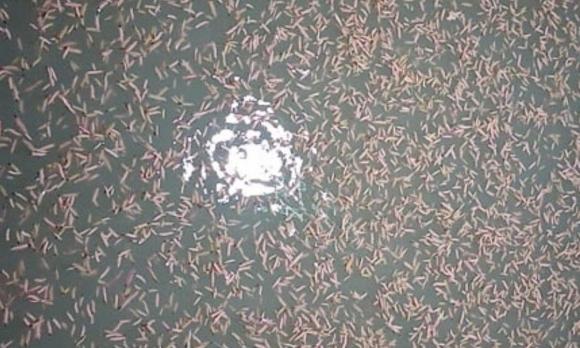 con rươi 1 con rươi, đặc sản, kiến thức