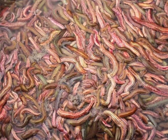 con rươi 2 con rươi, đặc sản, kiến thức