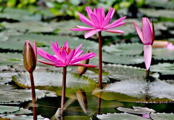 03-cay-du-muoi-1.jpg 0 cây dụ muỗi, sốt xuất huyết, Zika, viêm não Nhật Bản